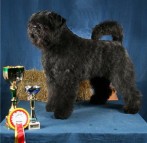 International Dog Show 2009