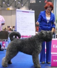 European Dog Show 2013