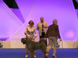 World Dog Show 2011