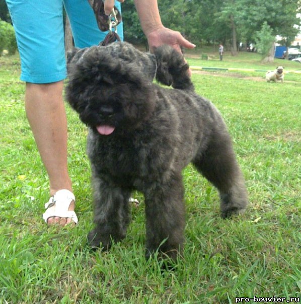 Strelka, ��������