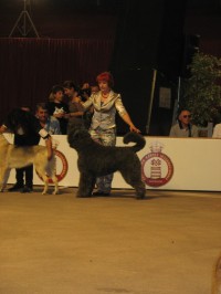 International Dog Show in Monaco