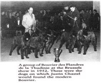 www.bouviersdesflandres-chiots.com