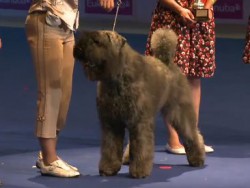 World Dog Show 2011