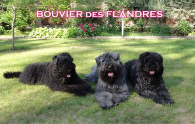 Bouvier des Flandres