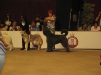 International Dog Show in Monaco